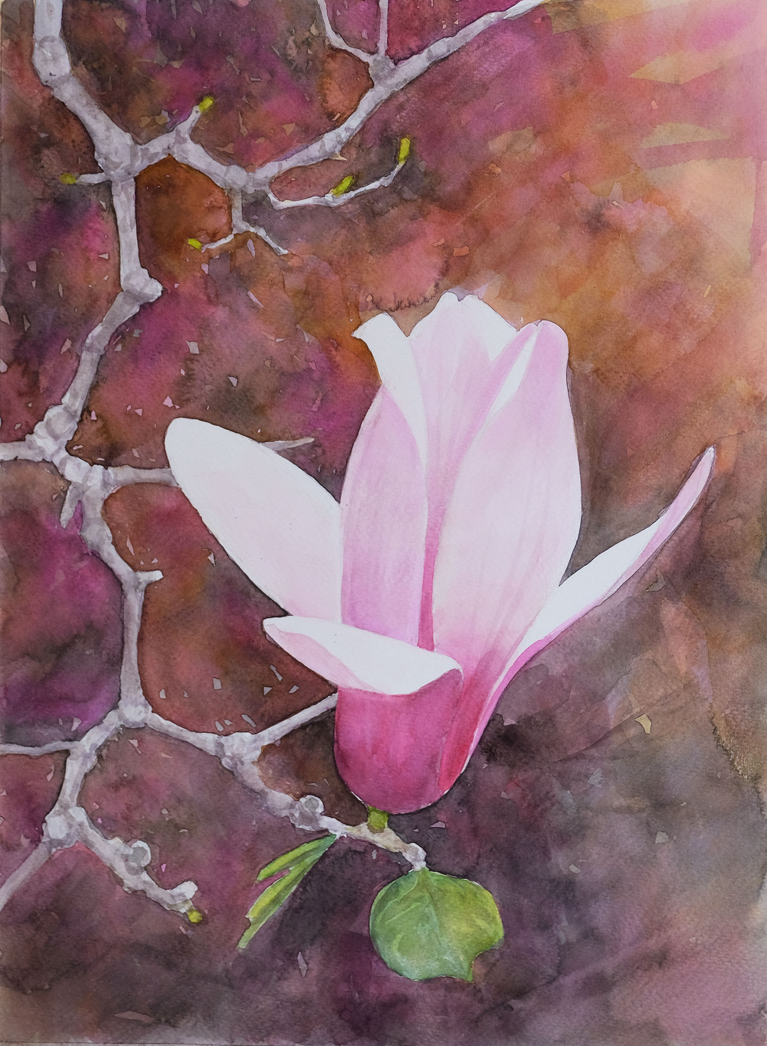 Magnolia, primo fiore